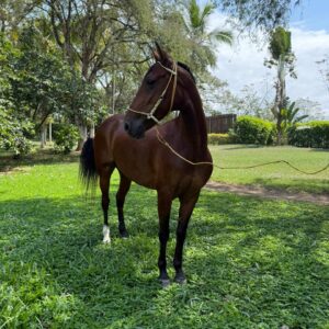 Alborada de Gran Dinastia