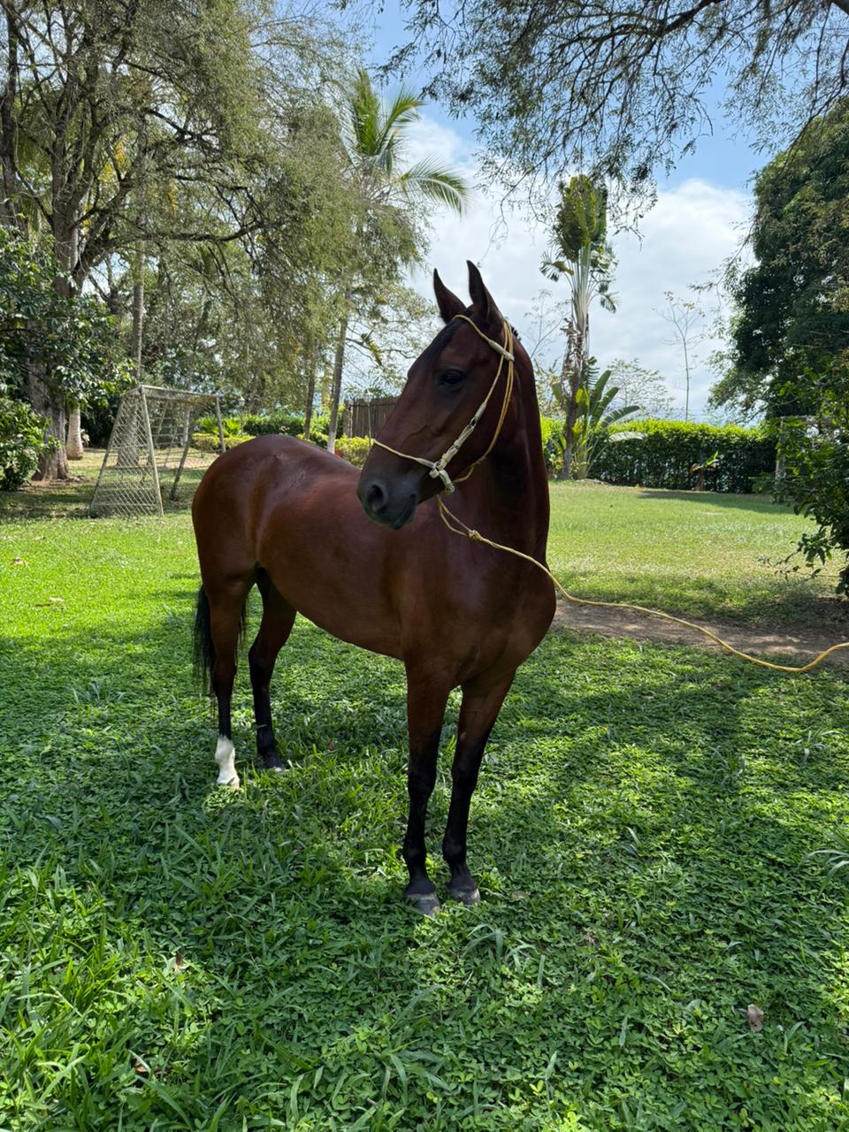 Alborada 2025-12-20 at 1.20.28 PM