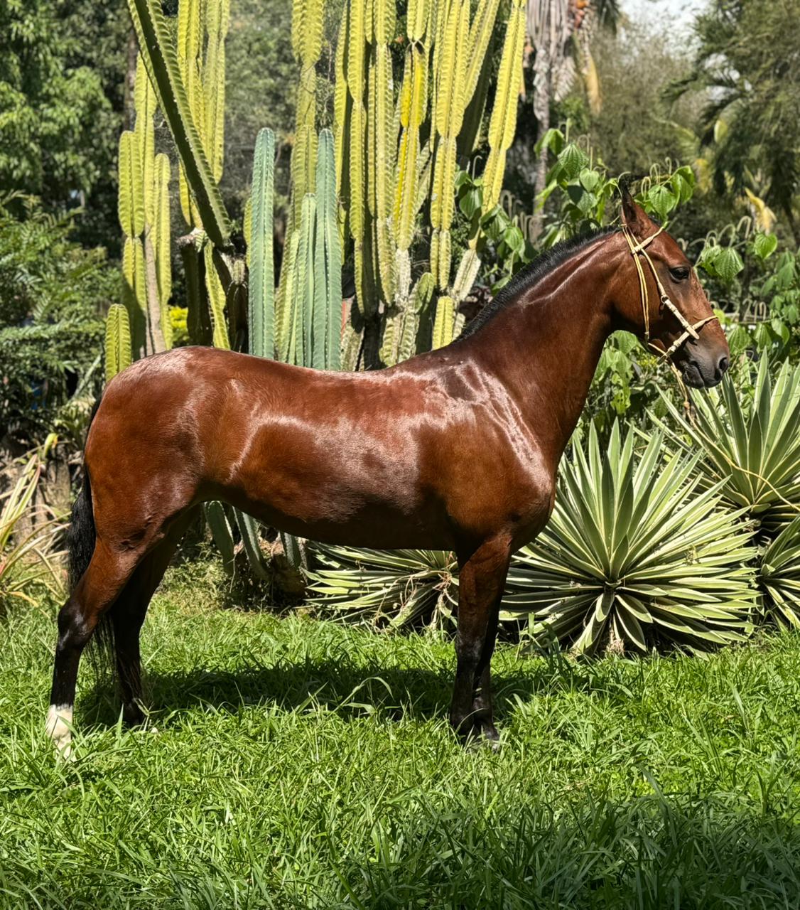 Alborada 2025-12-20 at 1.20.51 PM