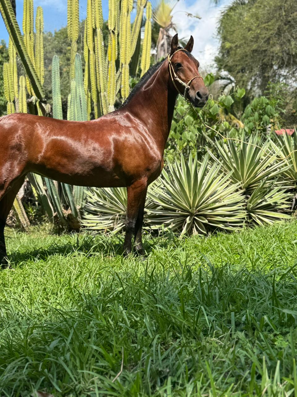 Alborada 2025-12-20 at 1.21.07 PM