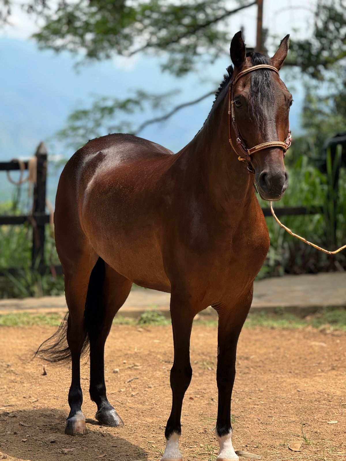 Milagros Mesa3