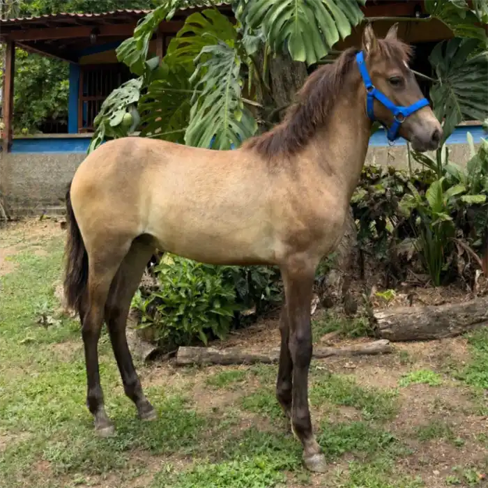 Cantinero