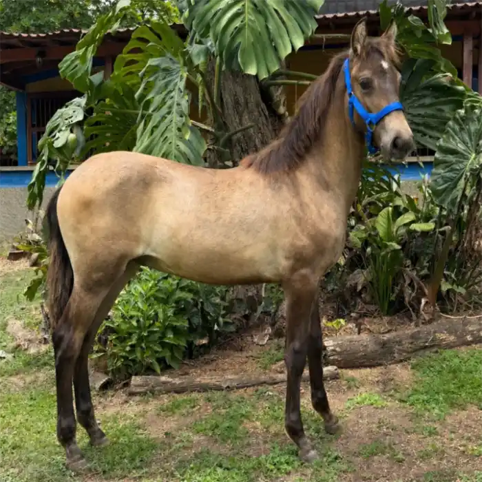 Cantinero