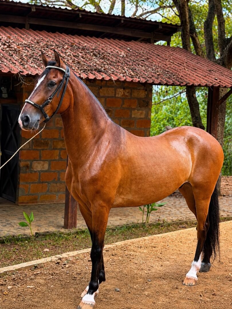 Majestuoso — foto 2
