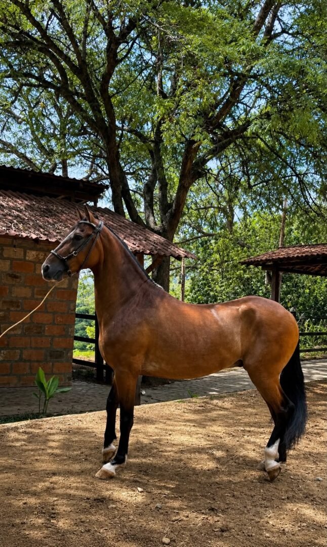 Majestuoso — foto 3