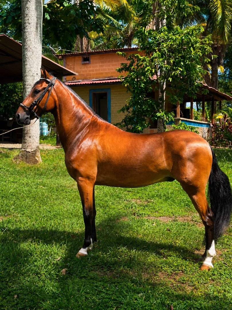Majestuoso — foto 4