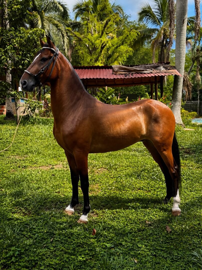 Majestuoso — foto 6