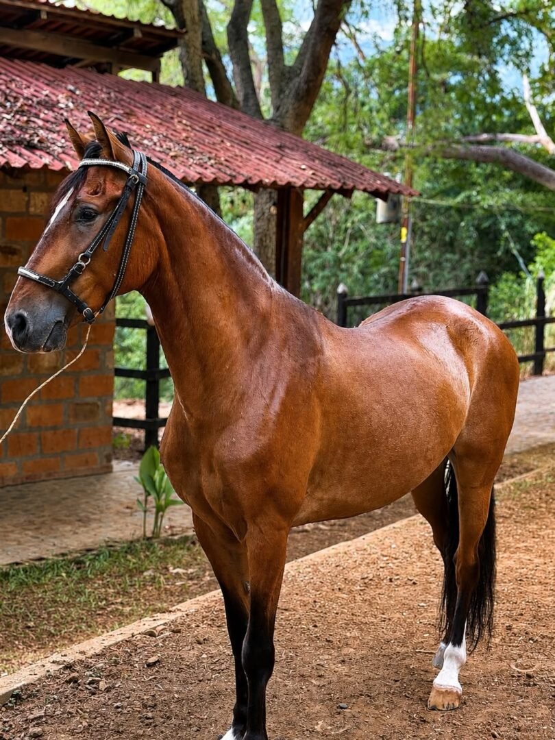 Majestuoso — foto 8